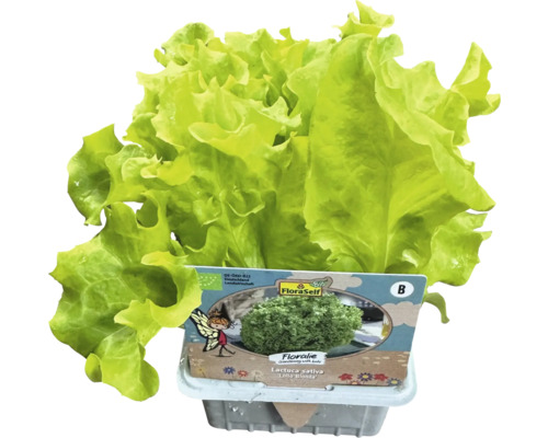 FloraSelf Pflücksalat Lollo Bionda im Topf