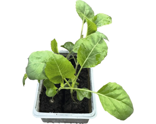 Kohlrabi-Pflanze im Anzuchtbehälter