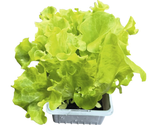 Kopfsalat in einem Topf