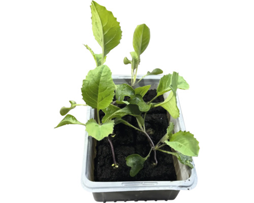 Kohlpflanzen in einer Anzuchtschale