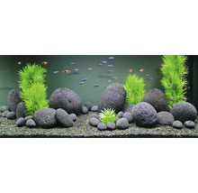 Aquarium mit Dekoration aus Steinen, Pflanzen und Fischen