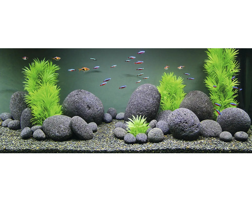 Aquarium mit Dekoration aus Steinen, Pflanzen und Fischen