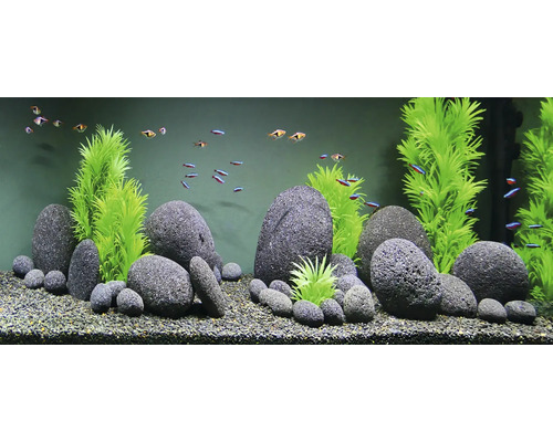 Dekoratives Aquarium mit Steinen, Pflanzen und Fischen für eine lebendige Unterwasserwelt