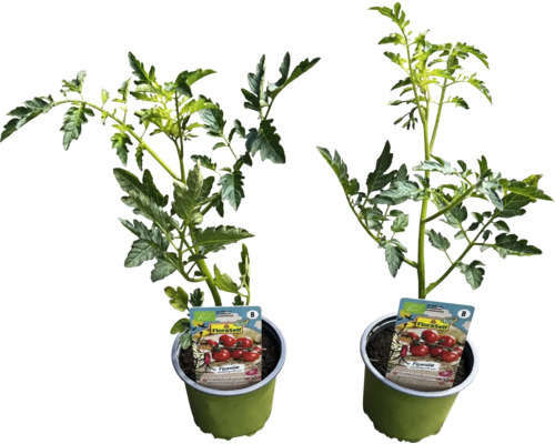 Zwei Tomatenpflanzen in Töpfen