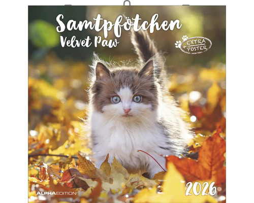 Samtpfötchen Kalender 2026 mit Katzenmotiv und Extraposter
