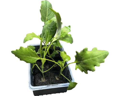 Jungpflanzen in Anzuchtschale