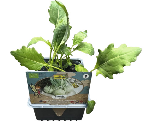 Kohlrabi Pflanze im Topf mit FloraSelf Etikett