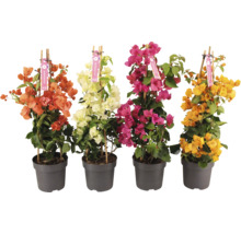 Drillingsblume Pyramide Mix FloraSelf Bougainvillea 'Dania' Mix H ca. 65 cm Ø 17 cm Topf zufällige Sortenauswahl