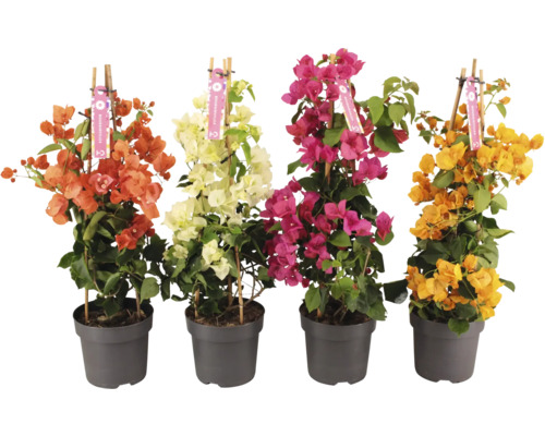 Drillingsblume Pyramide Mix FloraSelf Bougainvillea 'Dania' Mix H ca. 65 cm Ø 17 cm Topf zufällige Sortenauswahl Drillingsblume Pyramide Mix FloraSelf Bougainvillea 'Dania' Mix H ca. 65 cm Ø 17 cm Topf zufällige Sortenauswahl