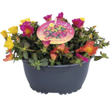 Portulaca im Topf mit farbenfrohen Blüten