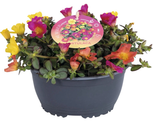 Portulaca im Topf mit farbenfrohen Blüten