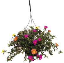 Hängeampel mit Portulakröschen