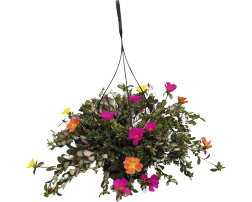 Hängeampel mit Portulakröschen