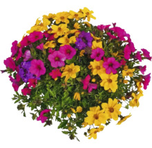 Blumenarrangement mit verschiedenen Blüten