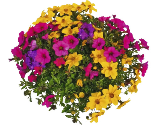 Blumenarrangement mit verschiedenen Blüten