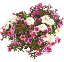 Blumenarrangement mit weißen und rosafarbenen Blüten