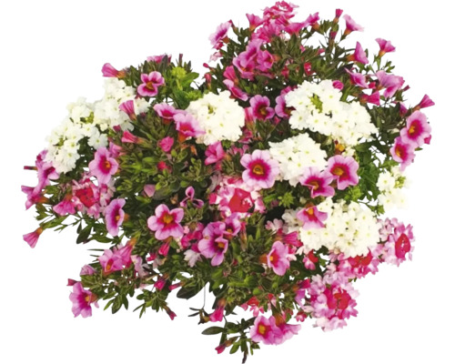 Blumenarrangement mit weißen und rosafarbenen Blüten