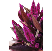 Nahaufnahme einer Federbuschblume mit Blättern