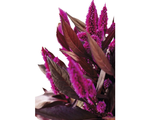 Nahaufnahme einer Federbuschblume mit Blättern