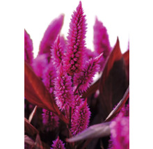 Nahaufnahme von Celosia-Blüten