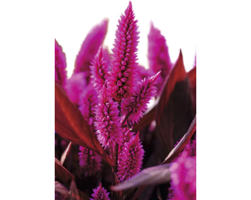 Nahaufnahme von Celosia-Blüten