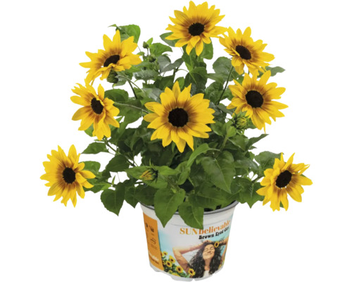 Sonnenblumen im Topf, Sorte Sunbelievable Brown Eyed Girl