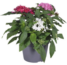 Pentas-Pflanze im Topf mit roten, weißen und violetten Blüten