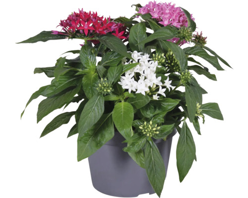 Pentas-Pflanze im Topf mit roten, weißen und violetten Blüten