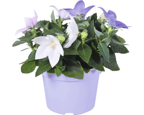 FloraSelf Ballonblume Platycodon Trio Ø 20 cm