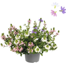 Blühende Scaevola Pflanze im Topf mit rosa, weißen und lila Blüten