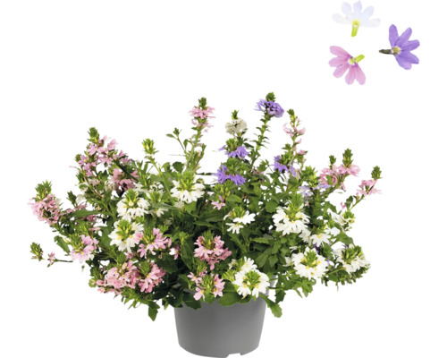 FloraSelf Fächerblumen Scaervola Trio Ø 20 cm