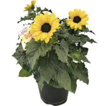 Sonnenblume FloraSelf Helianthus annuus Sunblast Ø 19 cm