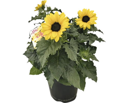 Sonnenblume FloraSelf Helianthus annuus Sunblast Ø 19 cm
