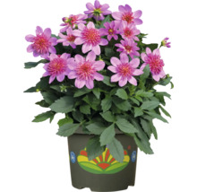 Topf mit Dahlienblüten