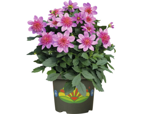 Topf mit Dahlienblüten