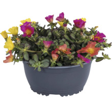 Portulakröschen im Topf