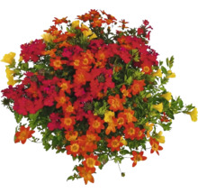 Blumenarrangement mit gelben, roten und orangen Blüten