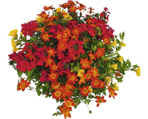 Blumenarrangement mit gelben, roten und orangen Blüten