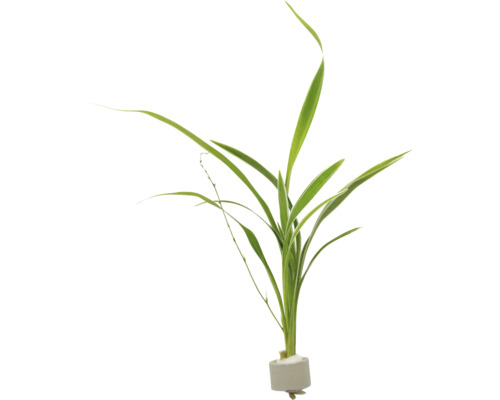 Terrariumpflanze DENNERLE PLANTS Grünlilie - Chlorophytum laxum