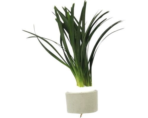 Terrariumpflanze DENNERLE PLANTS Zwerg-Schlangenbart - Ophiopogon japonicus 'Kyoto Dwarf'