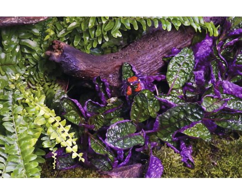 Nahaufnahme von Krebstieren und Pflanzen in einem Terrarium