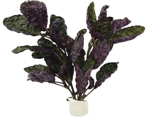 Terrariumpflanze DENNERLE PLANTS Buntblatt - Hemigraphis alternata 'Exotica'