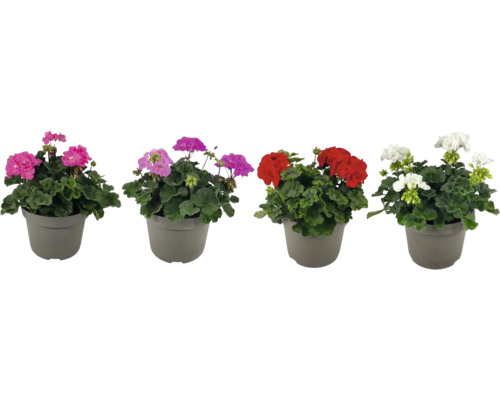 Stehende Geranie Mix FloraSelf Pelargonium Galaxy Ø 21 cm Topf versch. Farben Vier Geranien in Töpfen mit Blüten in verschiedenen Farben