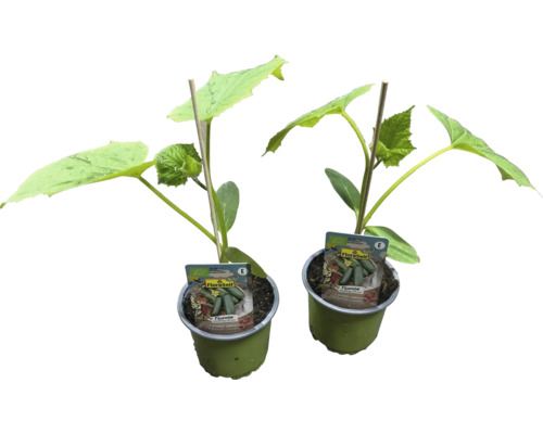 Zwei Gurkenpflanzen in Töpfen