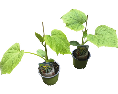 Zwei Gurkenpflanzen im Topf mit Rankhilfe und Etikett