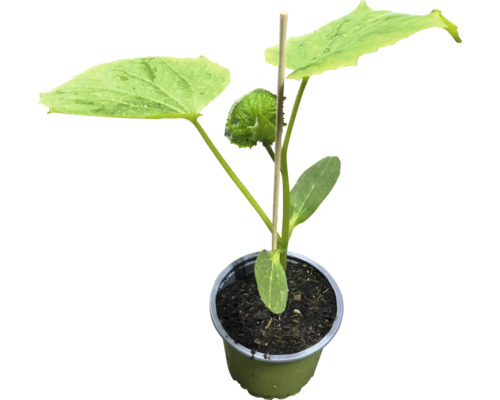 Jungpflanze des Stachelbeergurke im Topf mit Rankhilfe