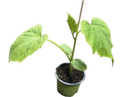 Gurkenpflanze im Topf mit Pflanzensteckstab