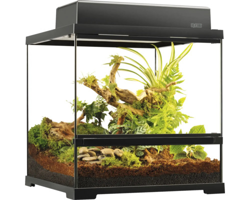 Terrarium mit Pflanzen und Dekoration