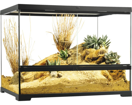 Terrarium mit Pflanzen und Dekoration