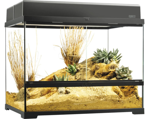 Eingerichtetes Terrarium für Wüstenbewohner mit Pflanzen und Sand